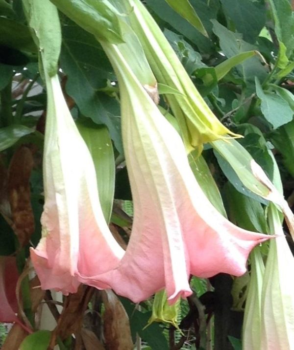 Brugmansia Frosty Pink