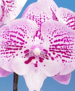 Phalaenopsis Fullers 89303