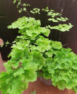 Adiantum tenerum 'Lady Moxon'