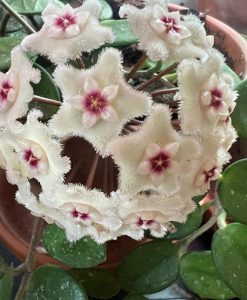 Hoya cv ‘Mathilde’ (carnosa x serpens)