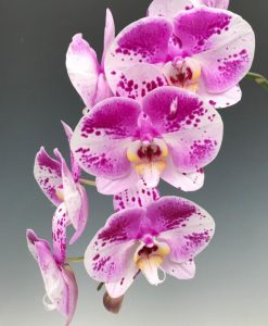 Phalaenopsis Ben Yu Panda