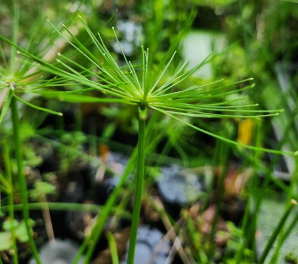 Cyprus papyrus