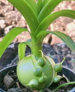 Albuca bracteata