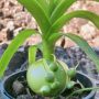 Albuca bracteata