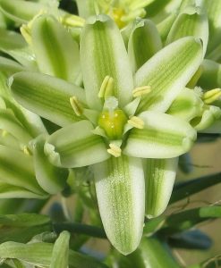 Albuca bracteata flowers