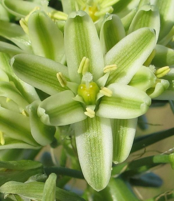 Albuca bracteata flowers