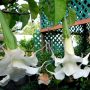 Brugmansia Dizzy Spin