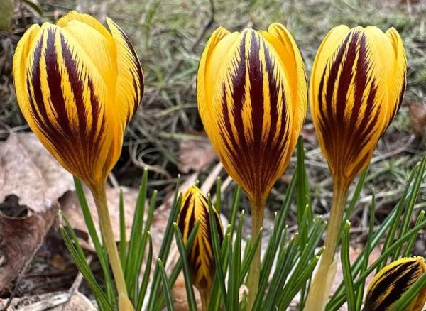 Crocus chrysanthus Gypsy Girl