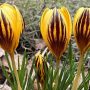 Crocus chrysanthus Gypsy Girl