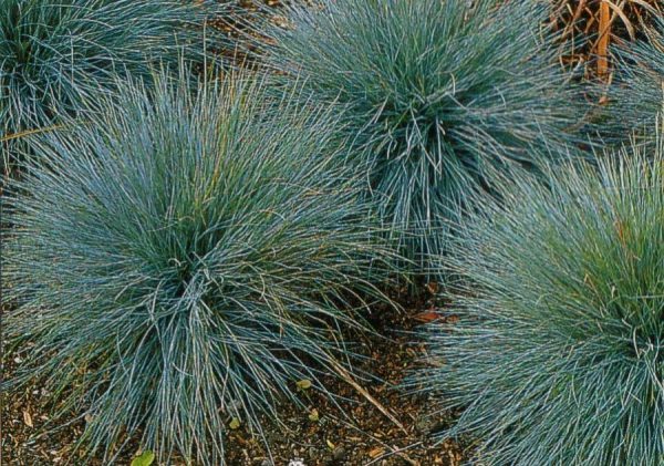 Festuca glauca