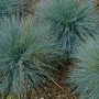 Festuca glauca