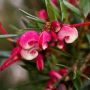 Grevillea john evans