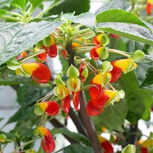 Impatiens niamniamensis
