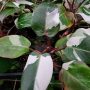 Philodendron White Knight