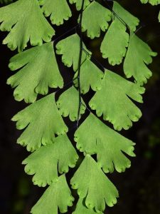 Adiantum raddianum