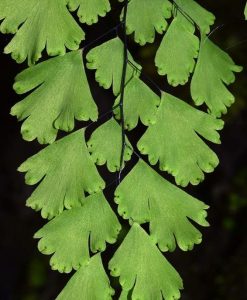 Adiantum raddianum