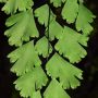 Adiantum raddianum