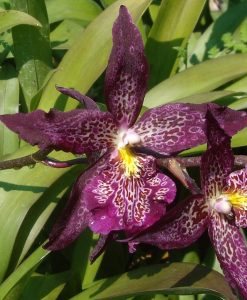 Beallara Marfitch 'Howards Dream'