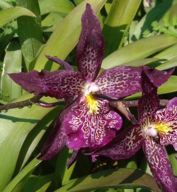 Beallara Marfitch 'Howards Dream'