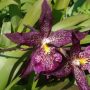 Beallara Marfitch 'Howards Dream'