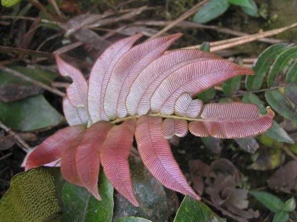 Blechnum cartilagineum