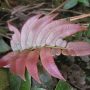 Blechnum cartilagineum