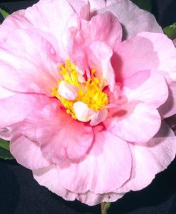 Camellia sasanqua 'Russhay'