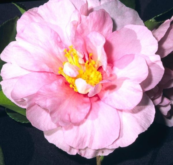 Camellia sasanqua 'Russhay'