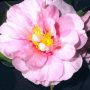 Camellia sasanqua 'Russhay'