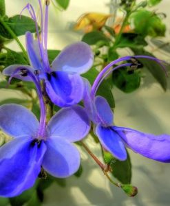 Clerodendrum ugandense