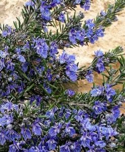 Rosmarinus officinalis 'Blue Lagoon'