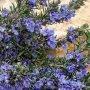 Rosmarinus officinalis 'Blue Lagoon'