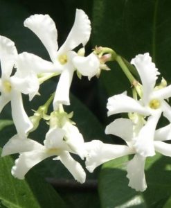 Trachelospermum jasminoides