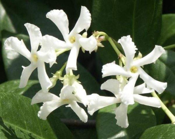 Trachelospermum jasminoides