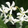 Trachelospermum jasminoides