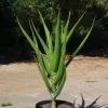 Aloe barberae....Giant Tree Aloe