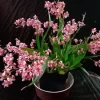 Oncidium Twinkle Pink Fantasy