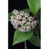 Hoya wibergiae...Splashed Silver