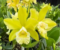 Cattleya 'Hawaiian Passion Carmela
